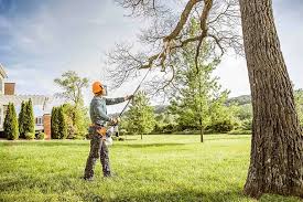Best Tree Risk Assessment  in Georgetown, KY