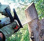 Best Arborist Consultation Services  in Georgetown, KY