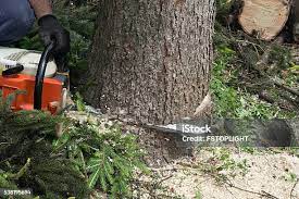 How Our Tree Care Process Works  in  Georgetown, KY