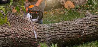 Best Tree Preservation Services  in Georgetown, KY
