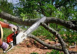 Best Lawn Pest Prevention  in Georgetown, KY