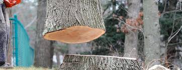 Best Tree Removal  in Georgetown, KY