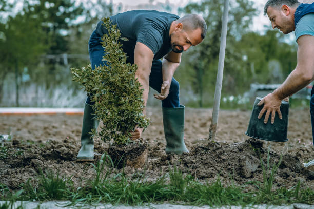 Best Lawn Renovation and Restoration  in Georgetown, KY