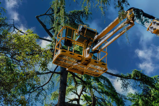 Best Storm Damage Tree Cleanup  in Georgetown, KY
