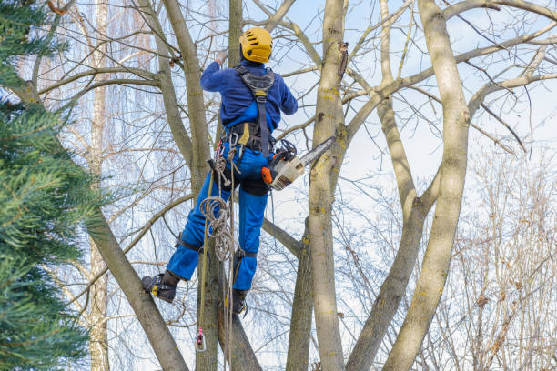Best Firewood Processing and Delivery  in Georgetown, KY