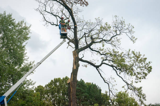 Best Hazardous Tree Removal  in Georgetown, KY
