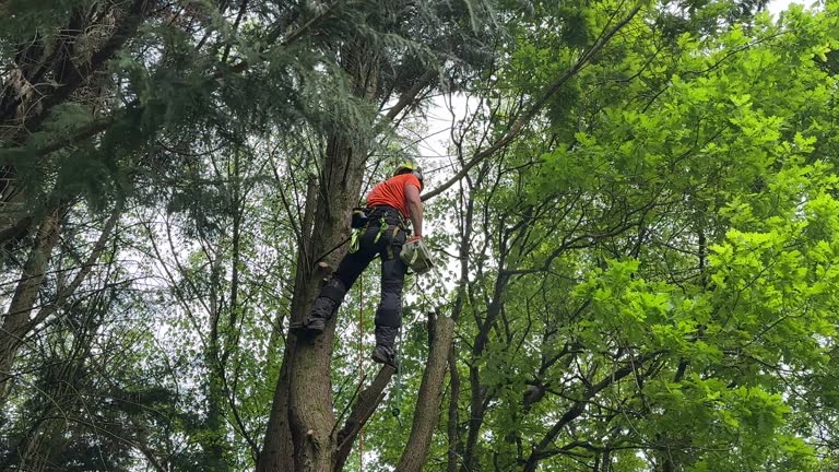 Best Root Management and Removal  in Georgetown, KY