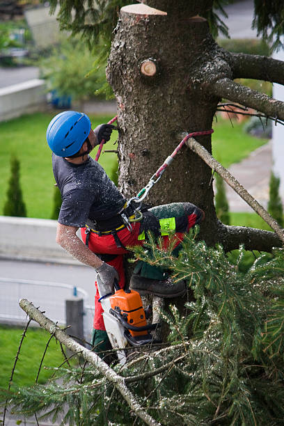 Best Pest Control for Lawns  in Georgetown, KY