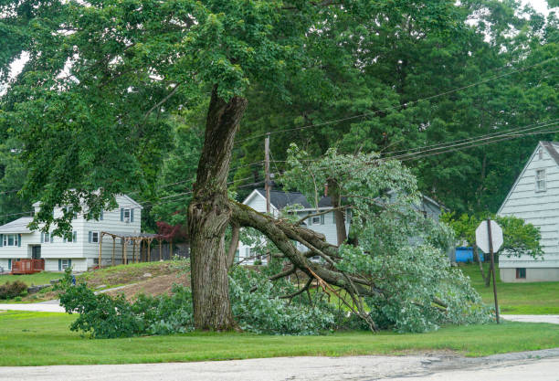 Seasonal Cleanup (Spring/Fall) in Georgetown, KY