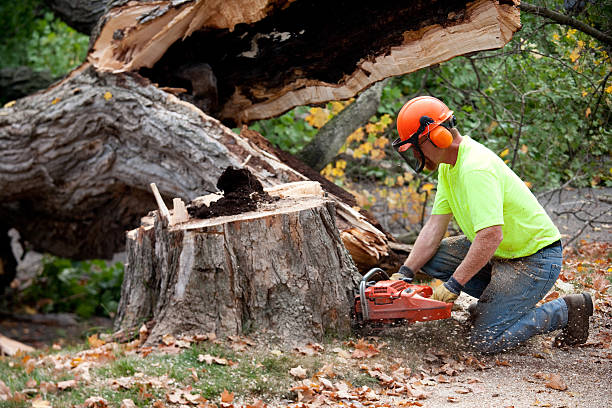 Best Tree Risk Assessment  in Georgetown, KY