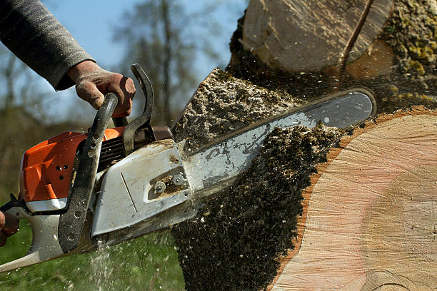 Best Lawn Grading and Leveling  in Georgetown, KY